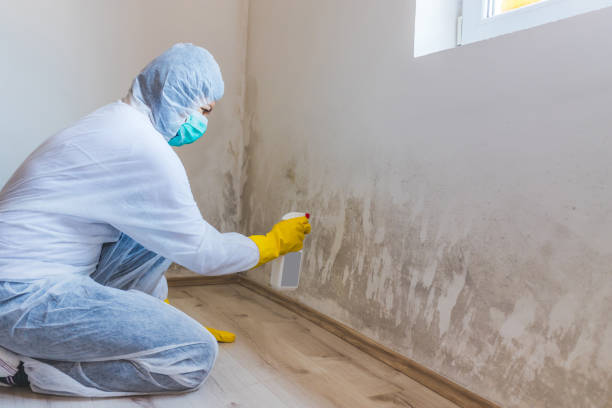 Licensed Mold Inspection service in Doylesburg, PA - WQB Mold Removal
