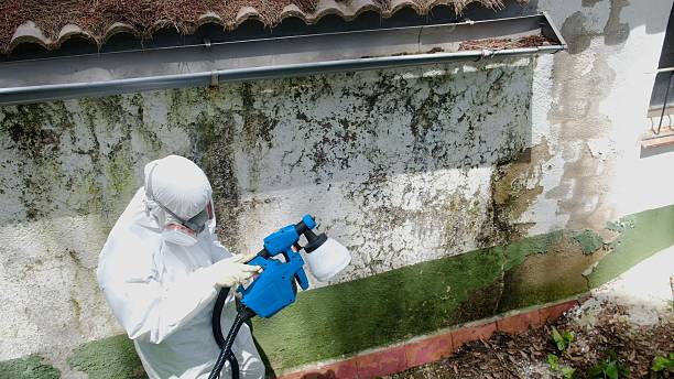 Top rated local Mold Inspection specialists in Doylesburg, PA